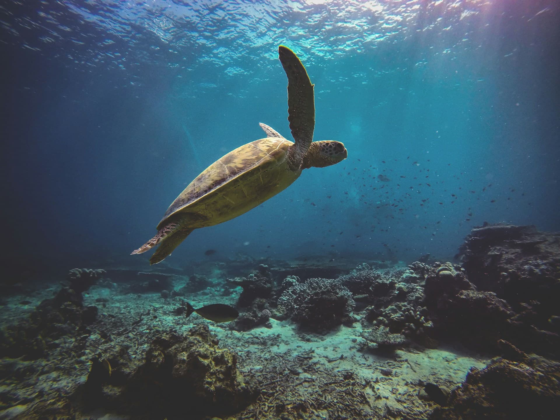 Return to the Coast — Sanur Farewell
