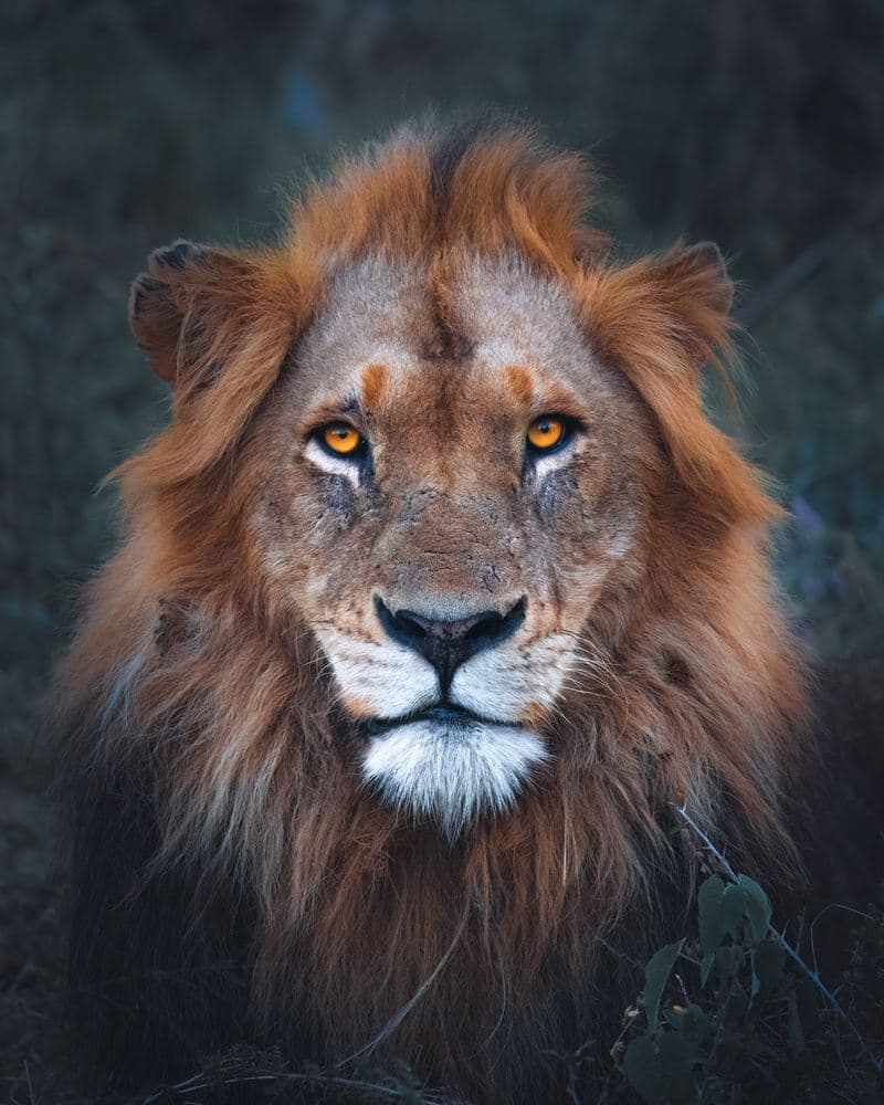 Nepal Tiger Tracking