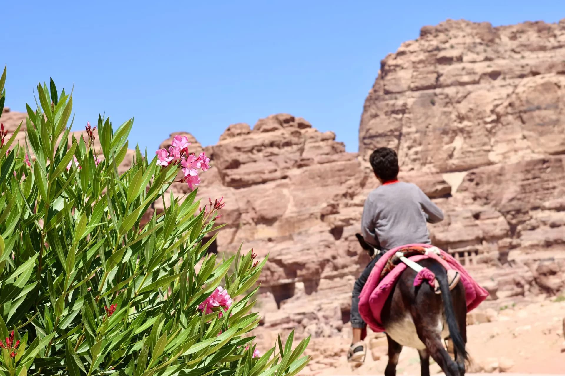Desert Dawn - Camel Trek, Jeep Safari & Aqaba