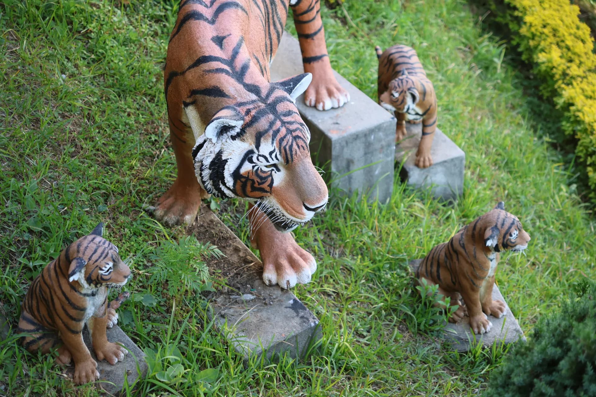 Tiger Monitoring in Riverine Forest (2nd Day)