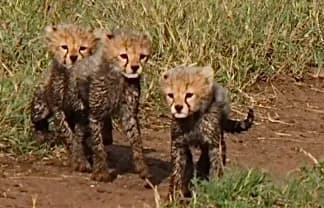 Serengeti National Park — Day 1