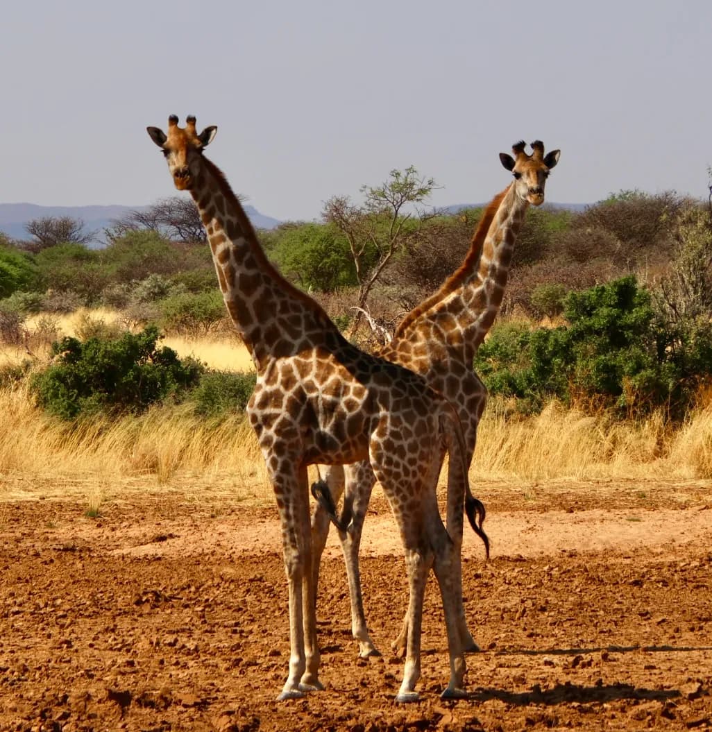 Safari Begins — Tarangire National Park
