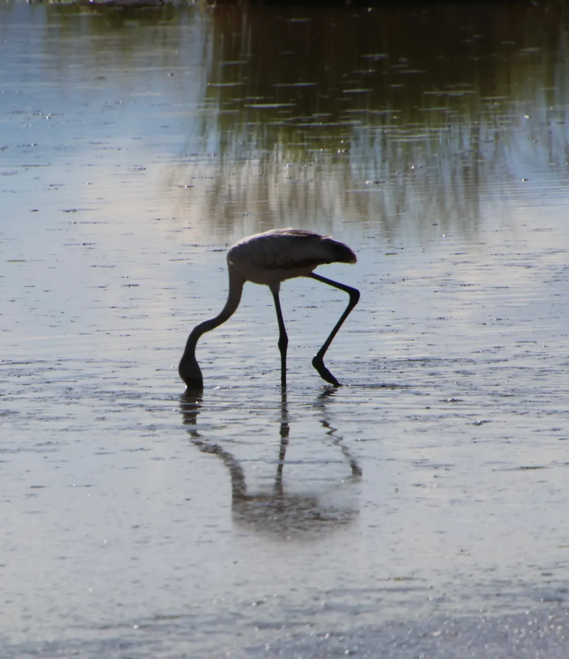 Lake Manyara National Park