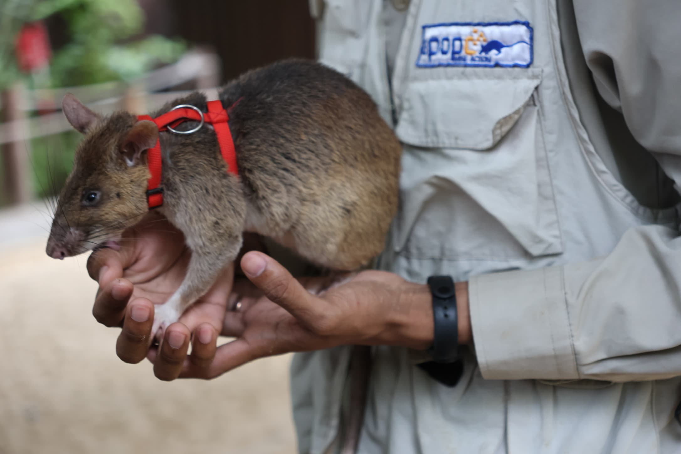 Rats, landmines and heroes